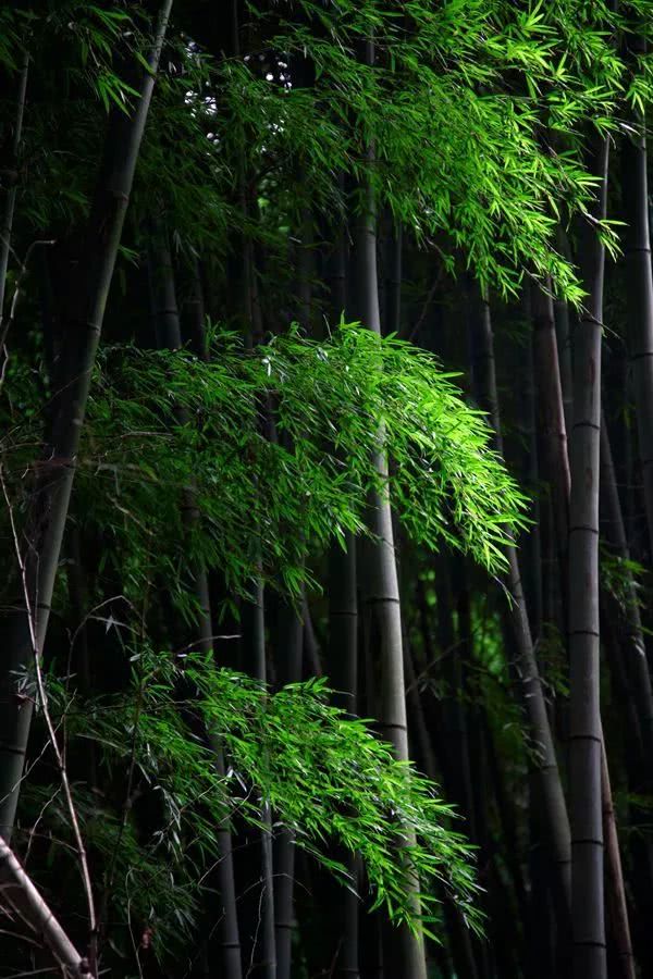 神原骏河：喧嚣世界中的静谧情感寄托与青春记忆