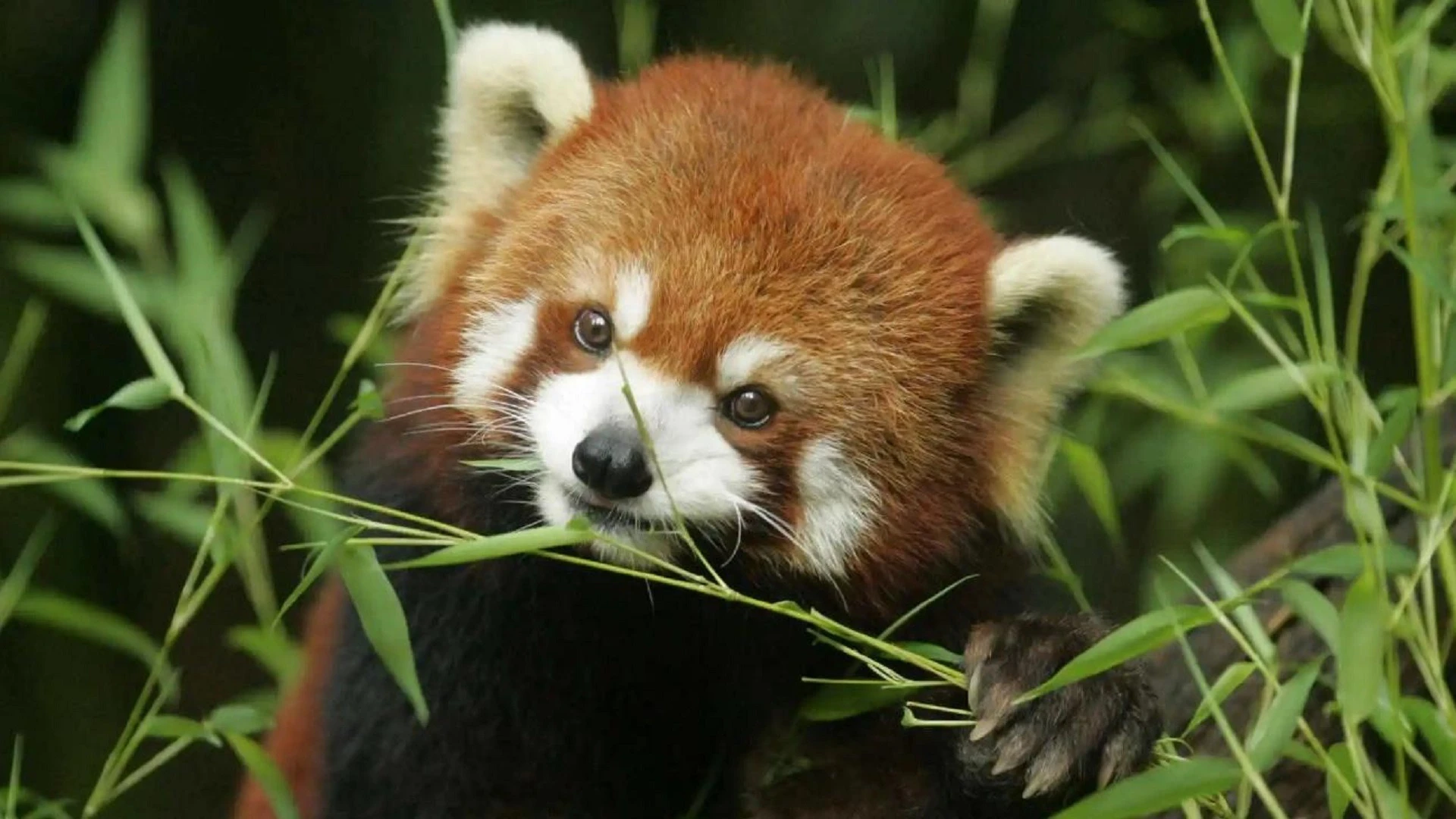 天才小熊猫：可爱与智慧并存的奇迹生物