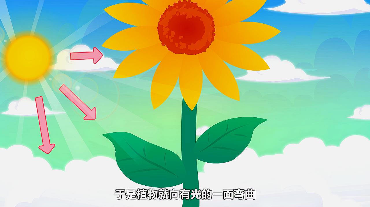 识花君扫一扫：让你轻松了解每朵花的秘密，探索大自然的神奇