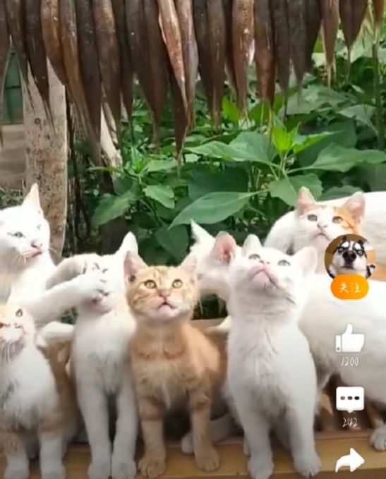 把手机给猫玩游戏-猫咪玩游戏，小爪子一通乱点，屏幕上的小鱼干