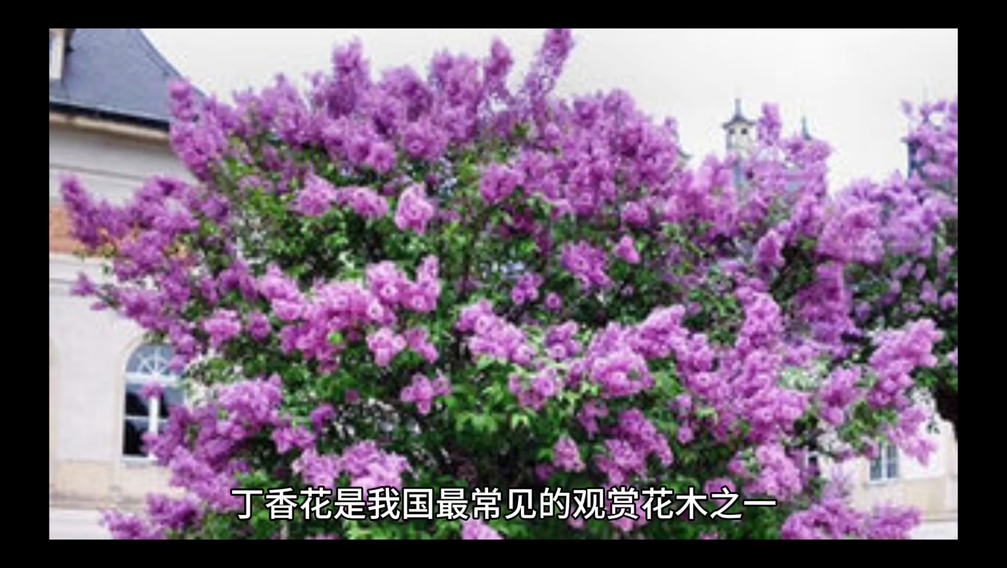真岛芳树台词_真岛芳树声优_真岛芳树