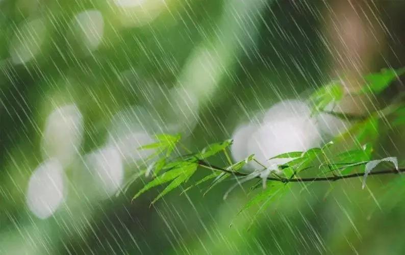 春风轻拂樱吹雪，视觉盛宴与心灵洗礼的完美融合