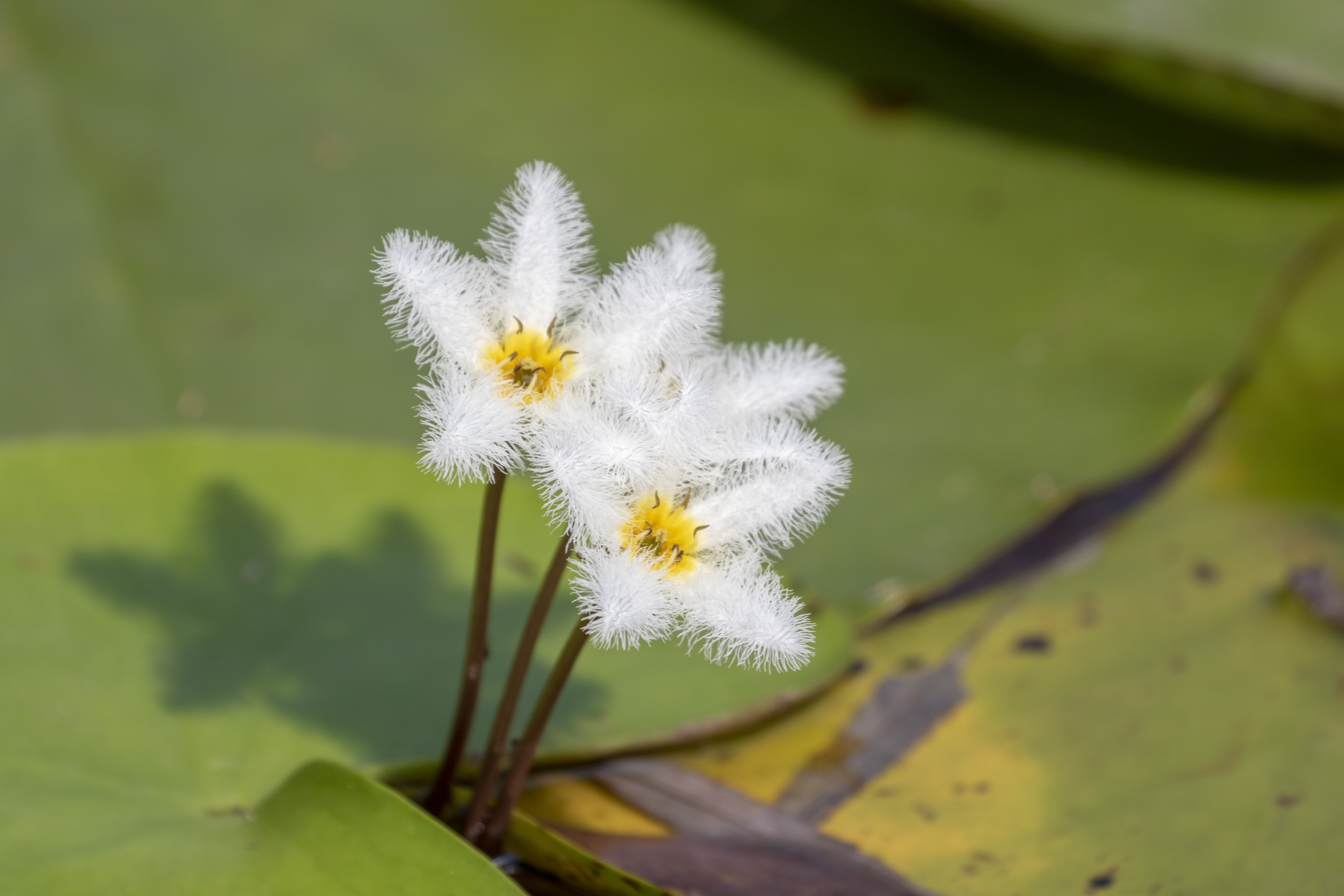 芹泽蕾拉第几集出场_芹泽蕾拉和冈崎真一结局_芹泽蕾拉
