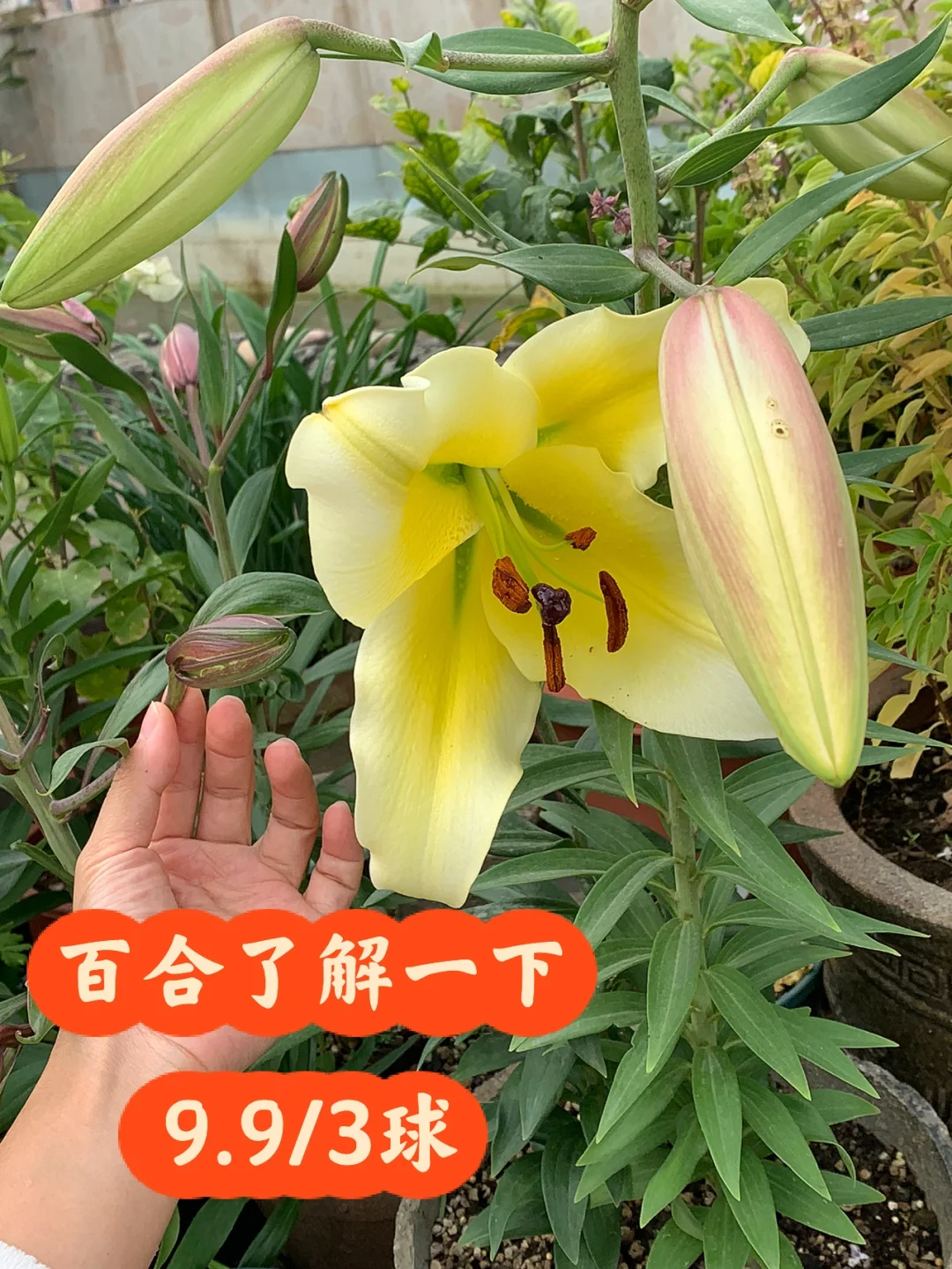 百合游戏 手机版-百合游戏手机版：让你随时随地开启浪漫之旅