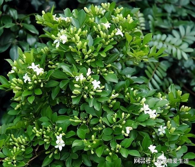 雷兹：名字背后的勇气、热情与无畏象征，令人无法自拔的魅力